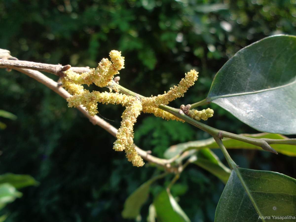 Aporosa cardiosperma (Gaertn.) Merr.